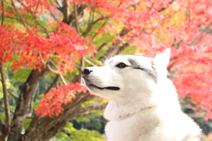 a0241761_22084480.gif