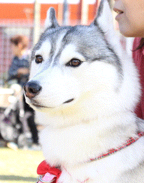 a0241761_22205834.gif
