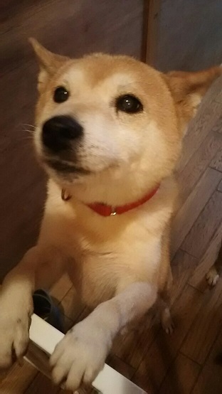 ショートステイの柴犬ちゃん!・・のはずが_f0242002_19213752.jpg