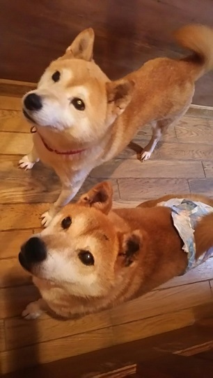 ショートステイの柴犬ちゃん!・・のはずが_f0242002_19214223.jpg