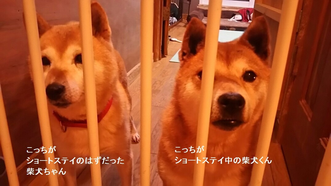 ショートステイの柴犬ちゃん!・・のはずが_f0242002_19215399.jpg