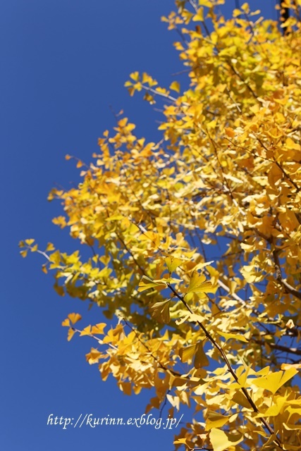 a0123003_21212798.jpg