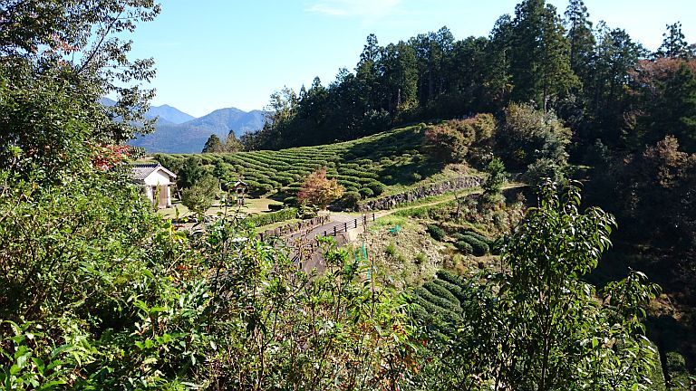 熊野古道の旅　その2・熊野古道と大台ケ原_b0172805_20512145.jpg