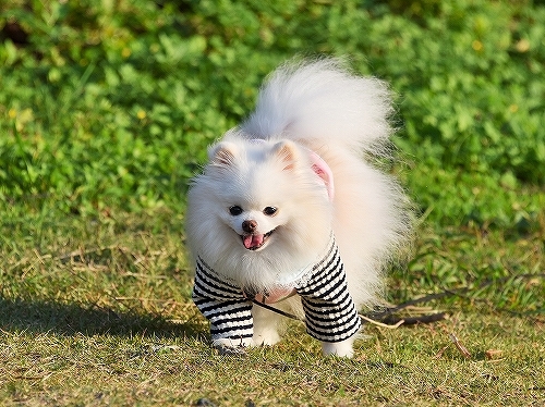 ゆきが必死になった_d0360206_00113162.jpg