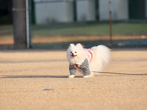 ゆきが必死になった_d0360206_00114768.jpg