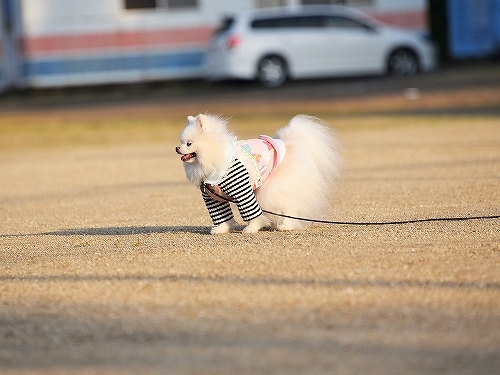 ゆきが必死になった_d0360206_00115349.jpg
