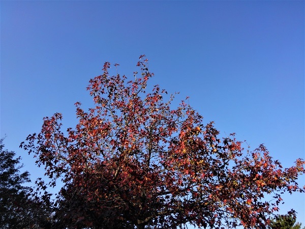 e0360409_18430579.jpg