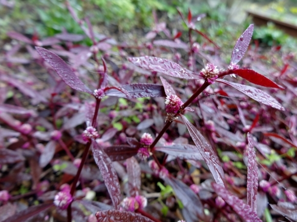 赤葉細葉千日紅 だんご虫の花