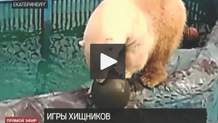 ロシア・ウラル地方、エカテリンブルク動物園のアイナとウムカにドイツ製のブイのプレゼント_a0151913_13385735.jpg