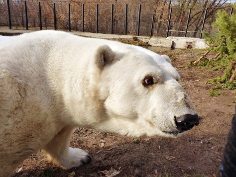 ロシア・西シベリア、ボリシェリェーチェ動物園のグーリャに早々とクリスマス用の木のプレゼント_a0151913_2015350.jpg