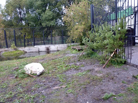 ロシア・西シベリア、ボリシェリェーチェ動物園のグーリャに早々とクリスマス用の木のプレゼント_a0151913_2035997.jpg