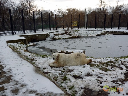 ロシア・西シベリア、ボリシェリェーチェ動物園のグーリャに早々とクリスマス用の木のプレゼント_a0151913_20565448.jpg