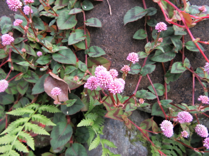 f0067514_16122307.jpg