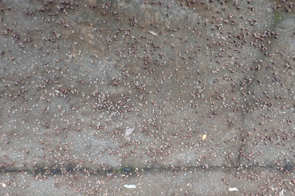 e0077517_20083770.jpeg
