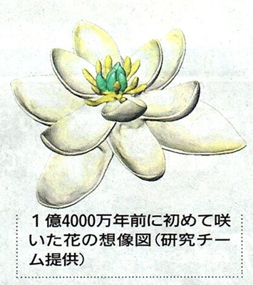 地球花 ❀´- 【加藤花園の花図鑑】 ＼小さいけれど元気いっぱい！／ 毎年