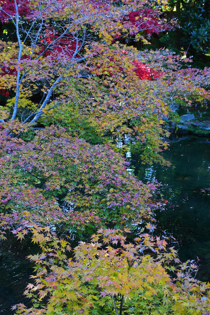 紅葉の醍醐 －随心院－ _b0169330_2232298.jpg