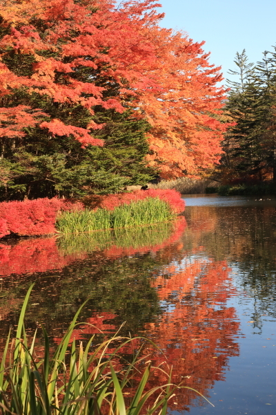 １７年紅葉旅③軽井沢散策・雲場池その１_f0229832_13241015.jpg