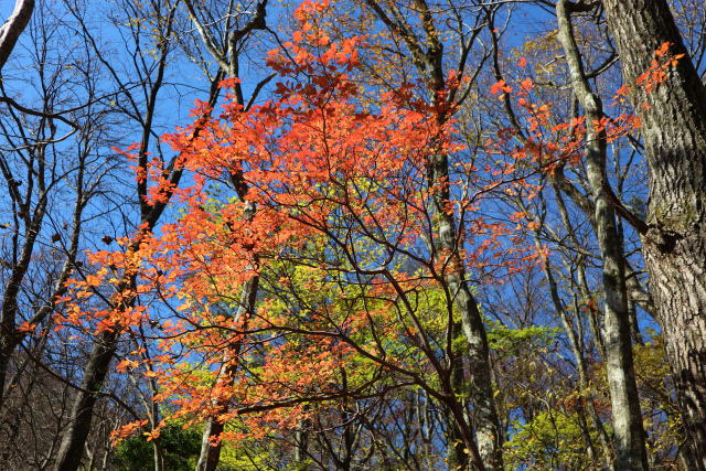 男池にて紅葉散策！　_e0272335_20184849.jpg