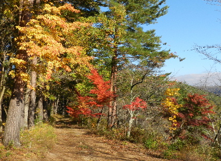 旭山の紅葉_e0172950_20402480.jpg