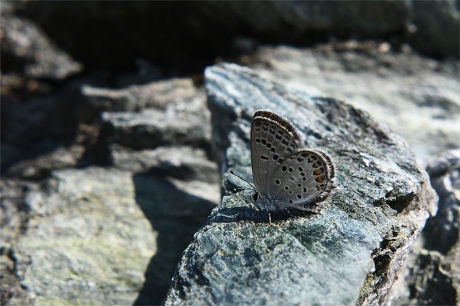 e0194952_17380955.jpg