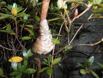 e0372959_16091180.jpg