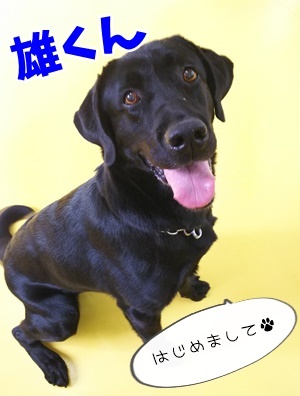 小型犬から大型犬まで♪_f0357682_15194405.jpg