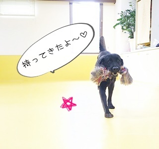小型犬から大型犬まで♪_f0357682_15195035.jpg