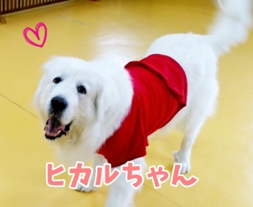 小型犬から大型犬まで♪_f0357682_15200224.jpg