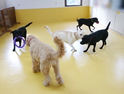 小型犬から大型犬まで♪_f0357682_15203352.jpg
