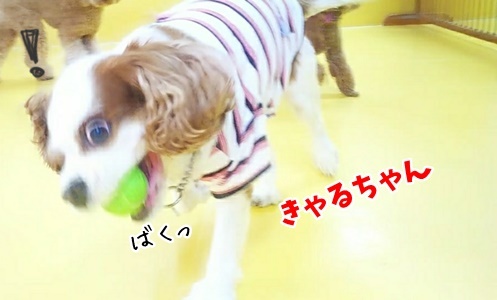 小型犬から大型犬まで♪_f0357682_15212843.jpg