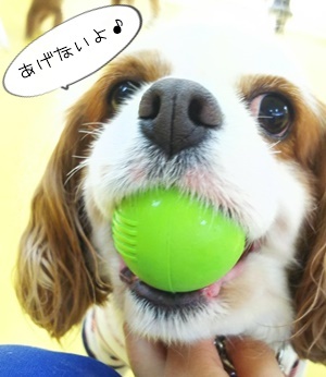 小型犬から大型犬まで♪_f0357682_15213737.jpg
