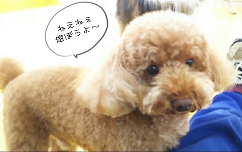 小型犬から大型犬まで♪_f0357682_15214564.jpg