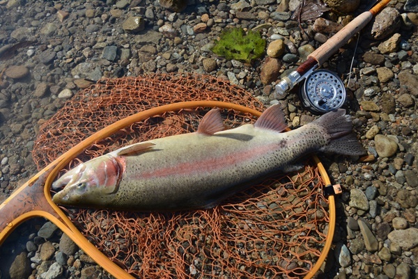 魚も人も、油断するべからず・・・なのだ_d0164783_13192141.jpg