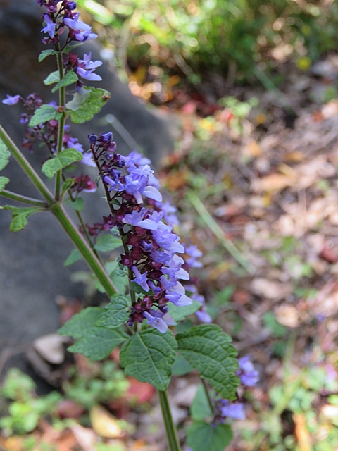 f0357487_2312781.jpg