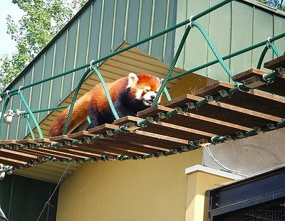 広尾中で元旭山動物園長が講演_b0191190_01071466.jpg