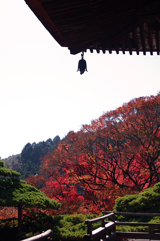 善峯寺　　紅葉_c0382798_17374681.jpg