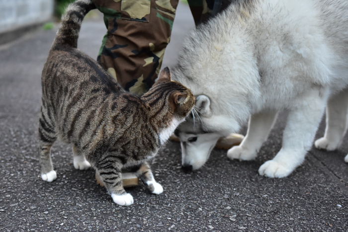 花鳥猫はな (^o^)_c0049299_22133103.jpg