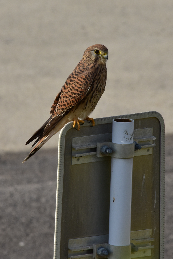 花鳥猫はな (^o^)_c0049299_22235492.jpg