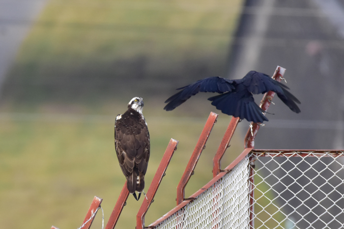 花鳥猫はな (^o^)_c0049299_22260953.jpg