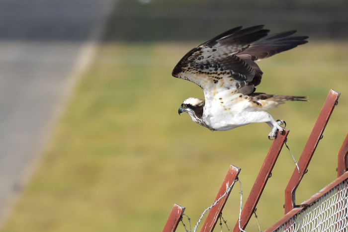 花鳥猫はな (^o^)_c0049299_22264108.jpg