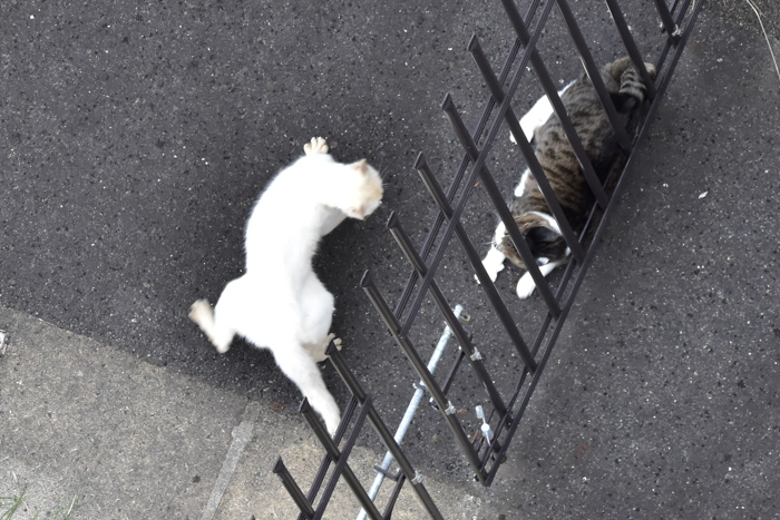 花鳥猫はな (^o^)_c0049299_22334179.jpg