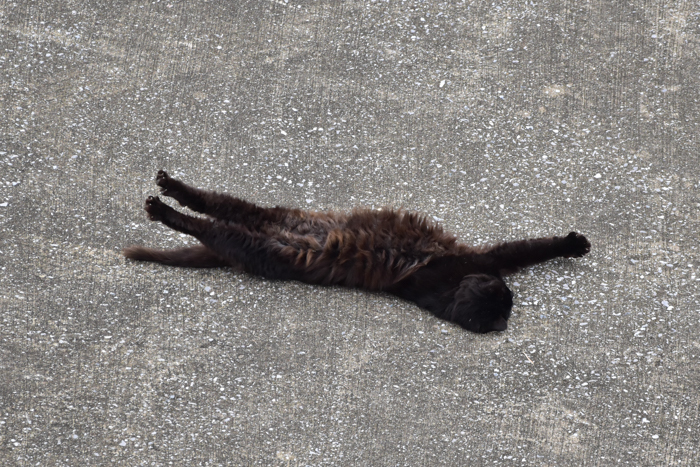 花鳥猫はな (^o^)_c0049299_22345992.jpg