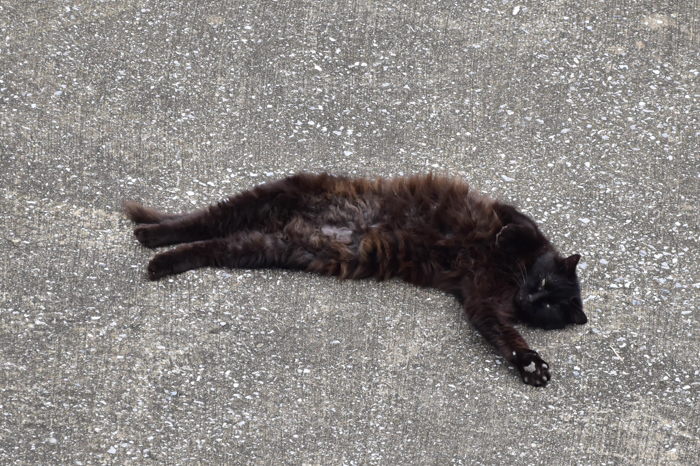 花鳥猫はな (^o^)_c0049299_22360900.jpg