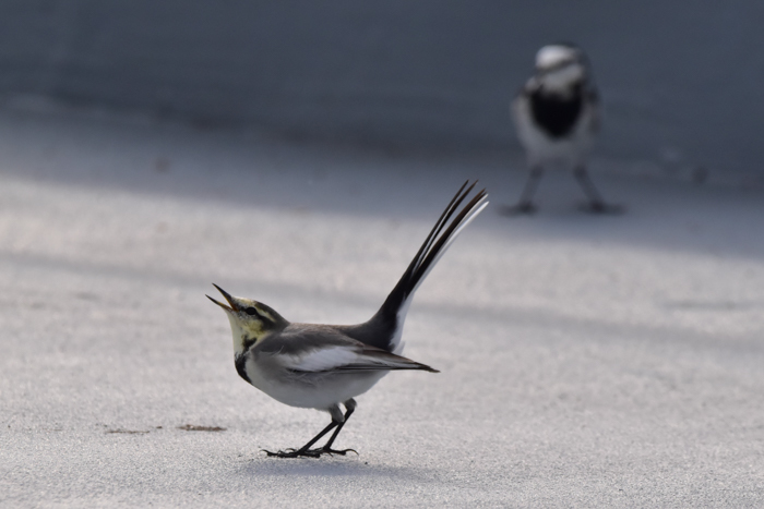 花鳥猫はな (^o^)_c0049299_22401217.jpg