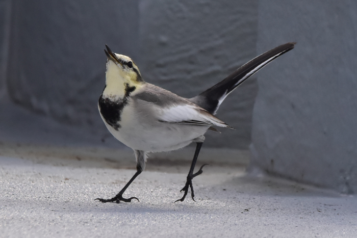 花鳥猫はな (^o^)_c0049299_22405294.jpg