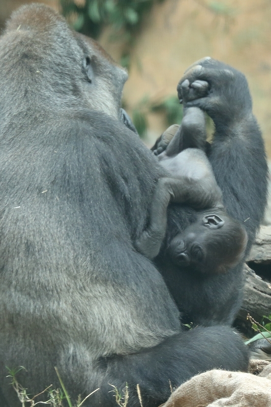 生まれて２ヶ月目になりました。僕はゴリラの赤ちゃん「モモジロウ」（上野動物園）_b0291402_15453585.jpg