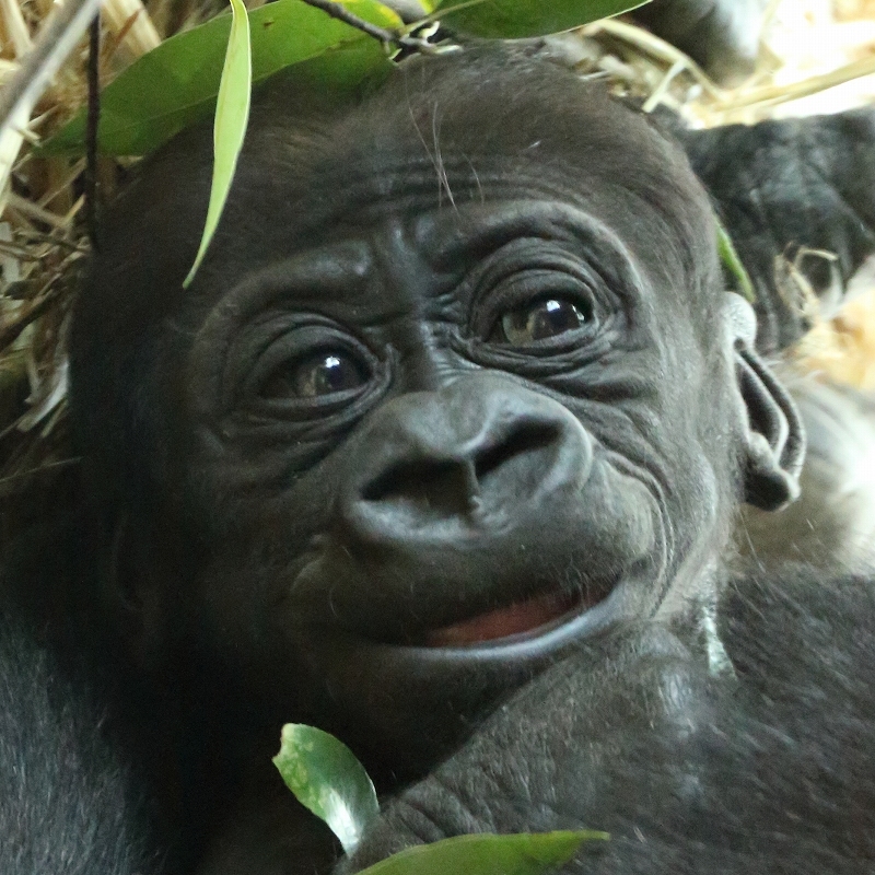 生まれて２ヶ月目になりました。僕はゴリラの赤ちゃん「モモジロウ」（上野動物園）_b0291402_15455430.jpg