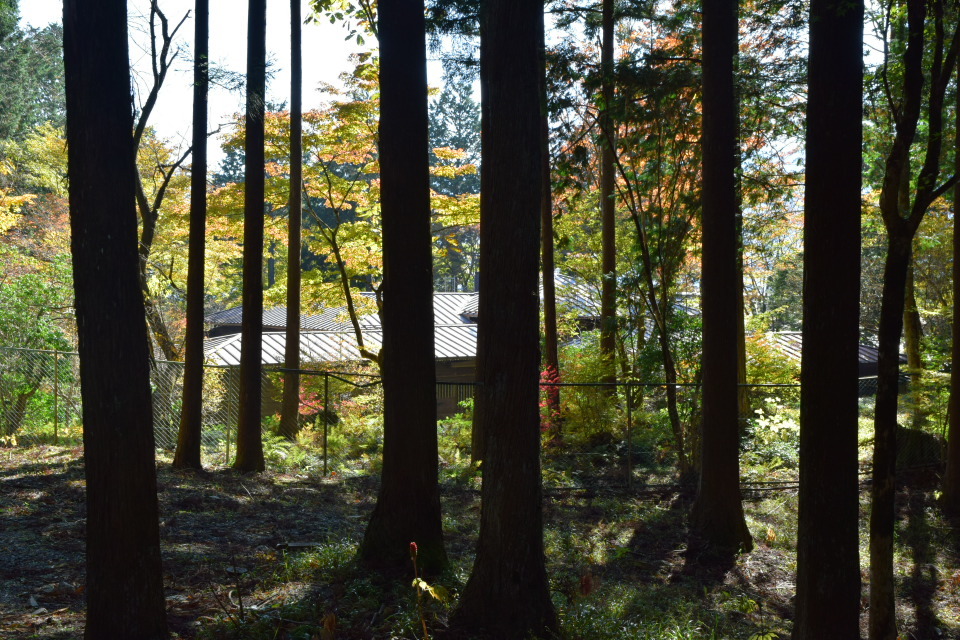 埼玉県秩父市の秩父宮殿下三峯山御登山記念館(建築家・関根要太郎作品再見)_f0142606_11274110.jpg