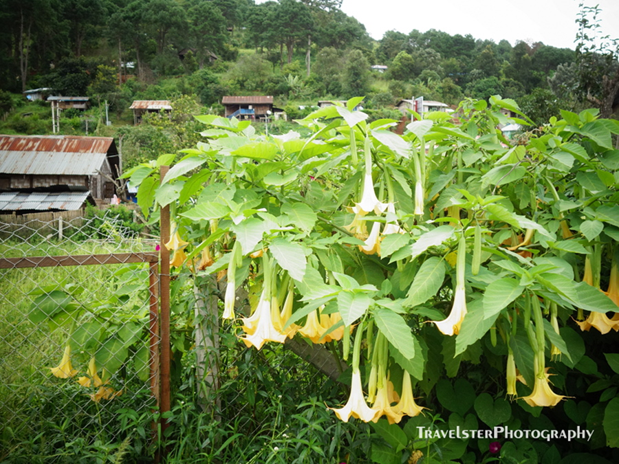 山あいの小さな町、カローでのんびり過ごす - The former British Colonial Town -_b0108109_10364351.jpg