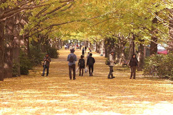 昭和記念公園は秋真っ盛り_e0255509_20304821.jpg